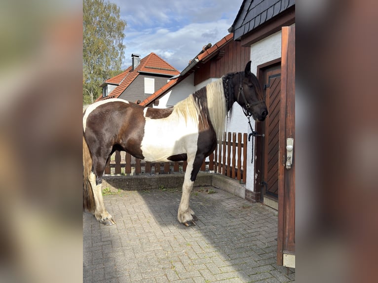 Barockpinto Wallach 5 Jahre 163 cm Schecke in Bad Laasphe