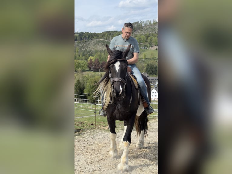 Barockpinto Wallach 5 Jahre 163 cm Schecke in Bad Laasphe