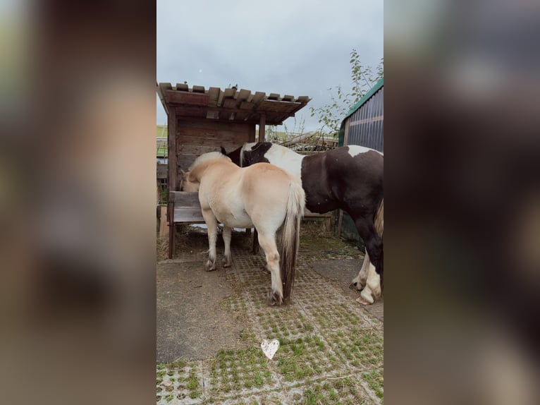 Barockpinto Wallach 5 Jahre 163 cm Schecke in Bad Laasphe