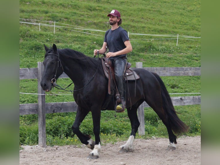 Barockpinto Wallach 5 Jahre 165 cm Rappe in Achenkirch