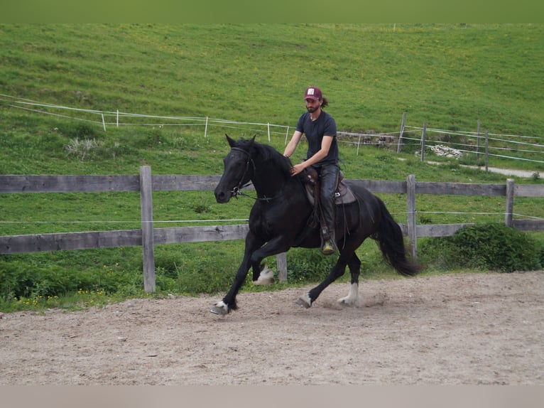 Barockpinto Wallach 5 Jahre 165 cm Rappe in Achenkirch