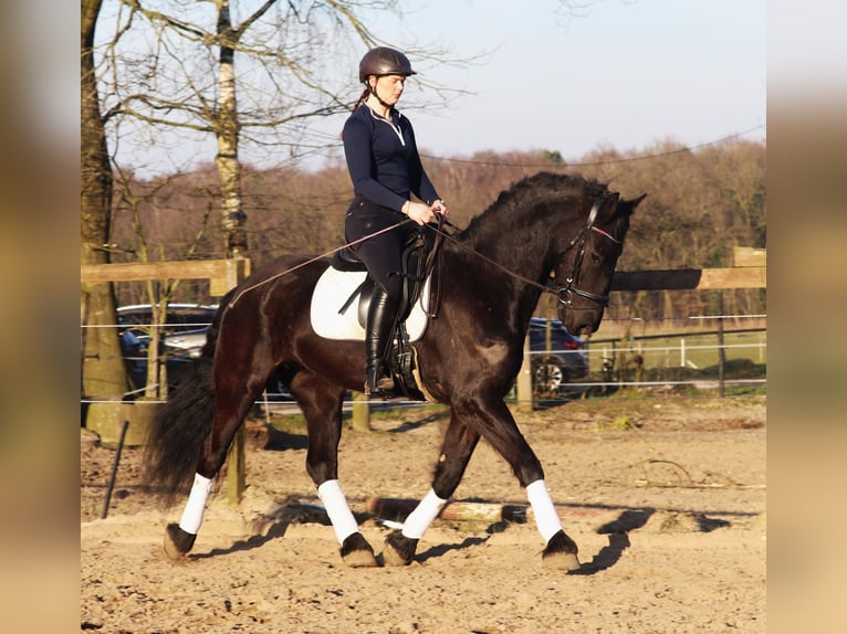 Barockpinto Wallach 6 Jahre 160 cm Rappe in uelsen