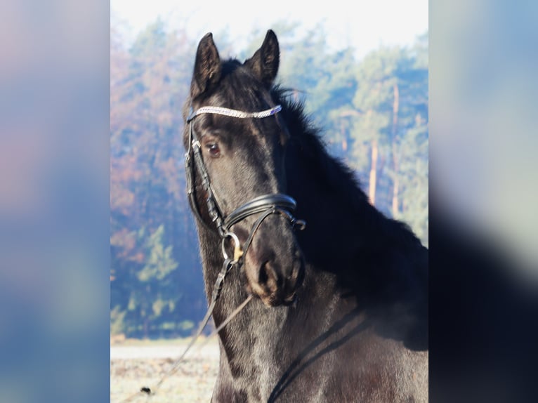 Barockpinto Wallach 6 Jahre 160 cm Rappe in uelsen