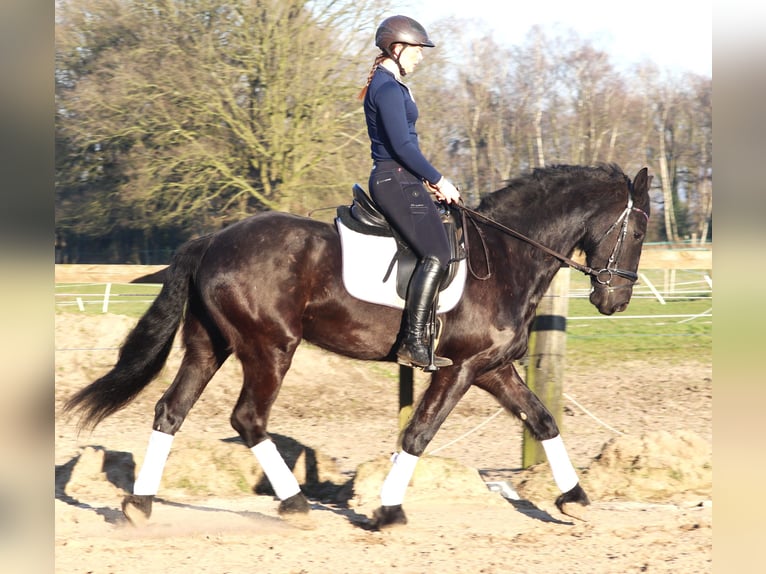 Barockpinto Wallach 6 Jahre 160 cm Rappe in uelsen