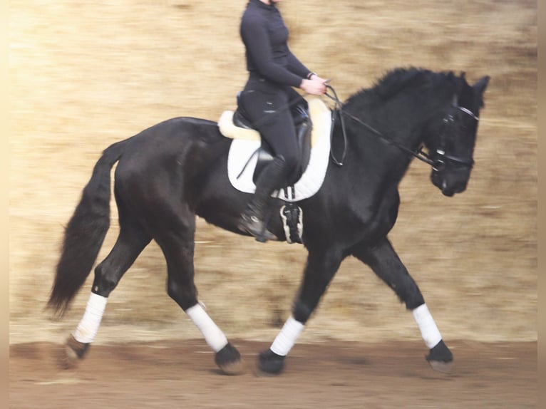 Barockpinto Wallach 6 Jahre 160 cm Rappe in uelsen