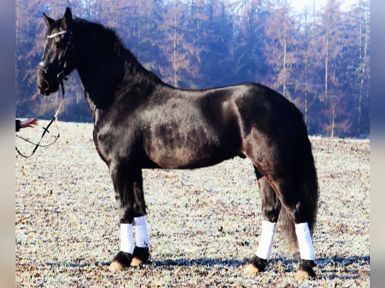 Barockpinto Wallach 6 Jahre 160 cm Rappe in uelsen