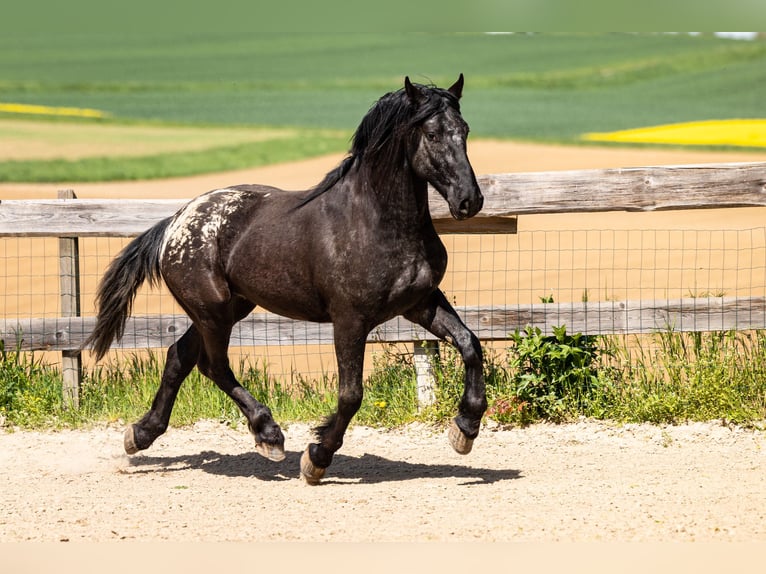 Barockpinto Wallach 6 Jahre 160 cm Tigerschecke in Bad Camberg