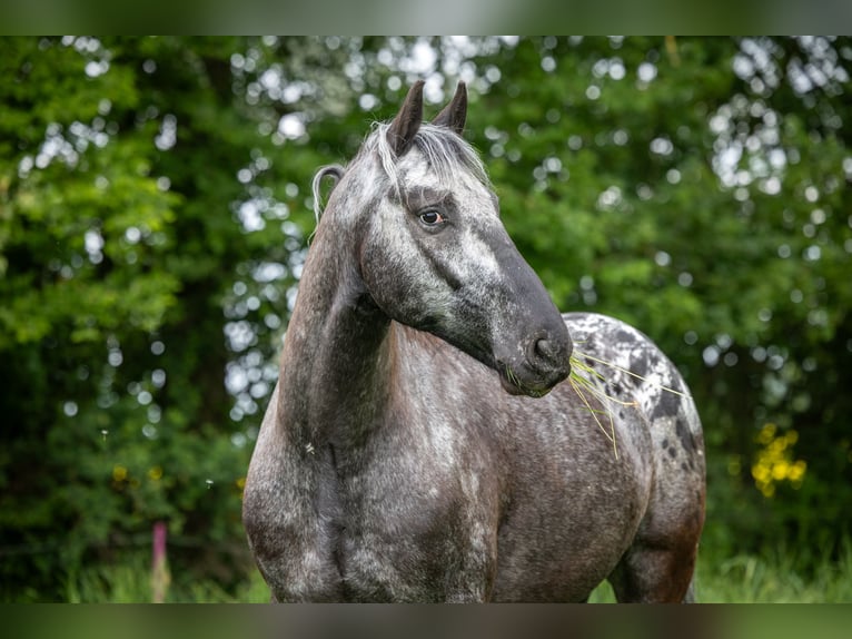 Barockpinto Wallach 6 Jahre 160 cm Tigerschecke in Bad Camberg