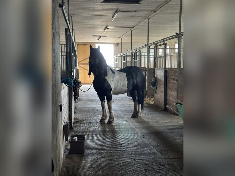 Barockpinto Mix Wallach 6 Jahre 163 cm Overo-alle-Farben in Gänserndorf