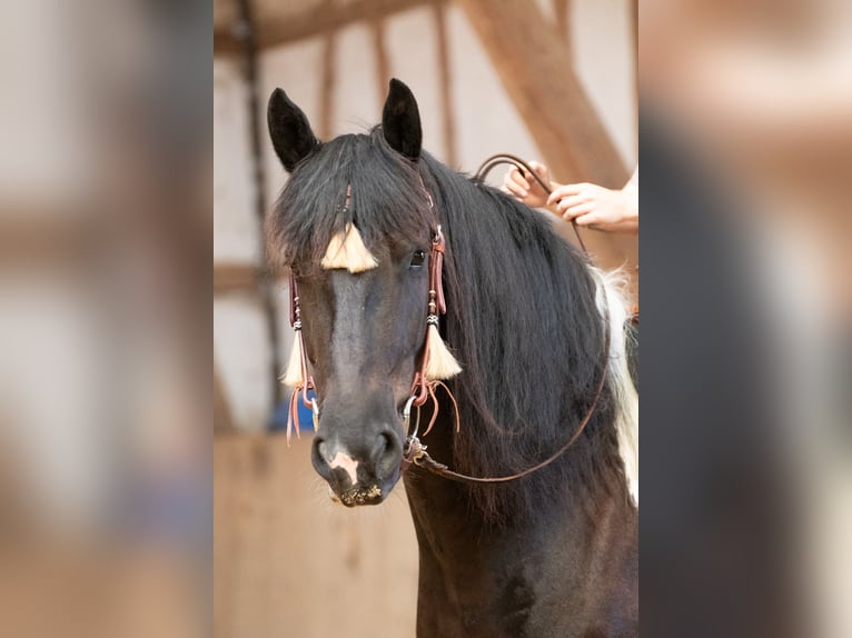 Barockpinto Wallach 6 Jahre 165 cm Schecke in Borken