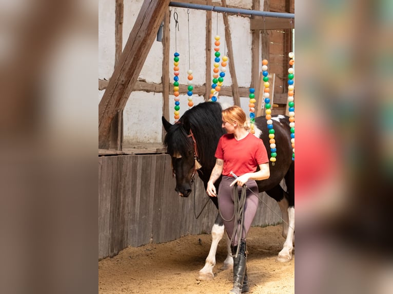 Barockpinto Wallach 6 Jahre 165 cm Schecke in Borken