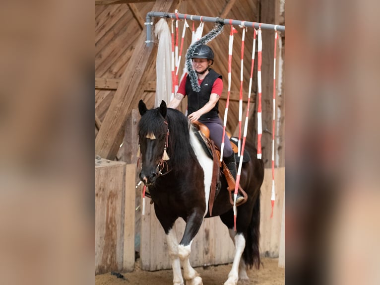 Barockpinto Wallach 6 Jahre 165 cm Schecke in Borken
