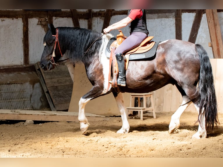 Barockpinto Wallach 6 Jahre 165 cm Schecke in Borken