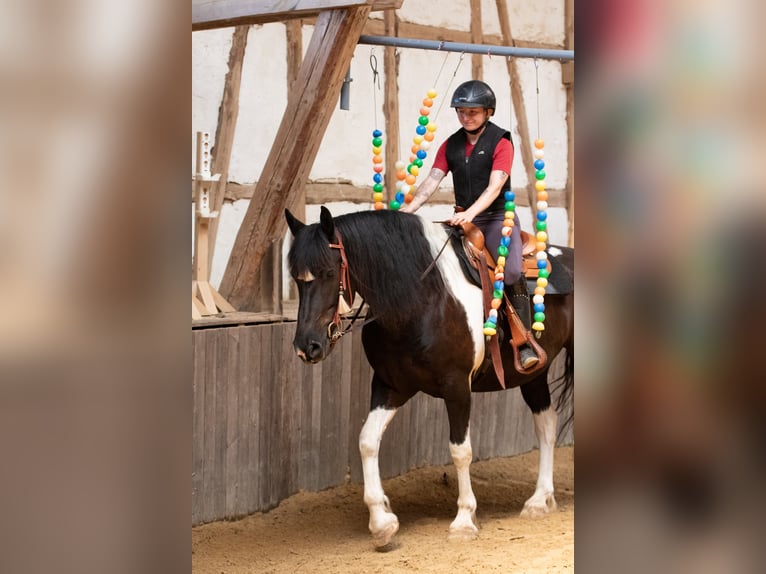 Barockpinto Wallach 6 Jahre 165 cm Schecke in Borken
