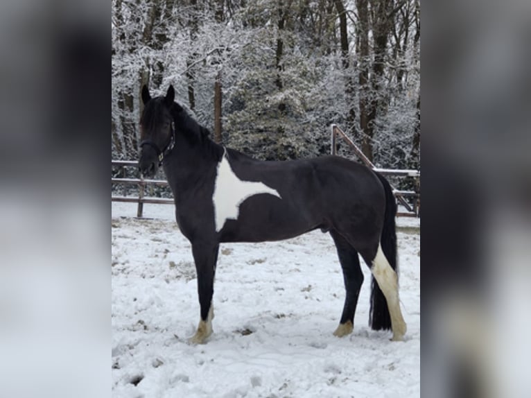 Barockpinto Wallach 6 Jahre 168 cm Schecke in Heiligerlee