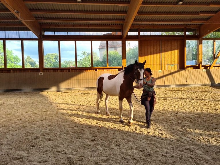 Barockpinto Mix Wallach 7 Jahre 163 cm Tobiano-alle-Farben in Ronnenberg