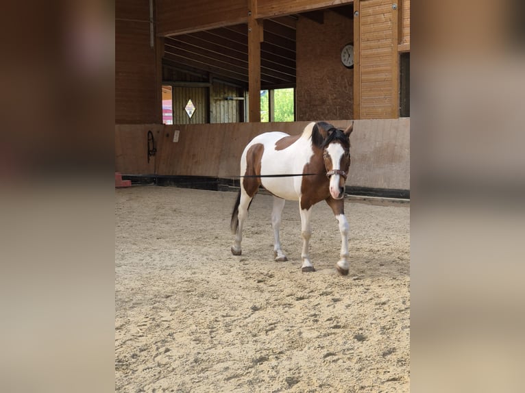 Barockpinto Mix Wallach 7 Jahre 163 cm Tobiano-alle-Farben in Ronnenberg