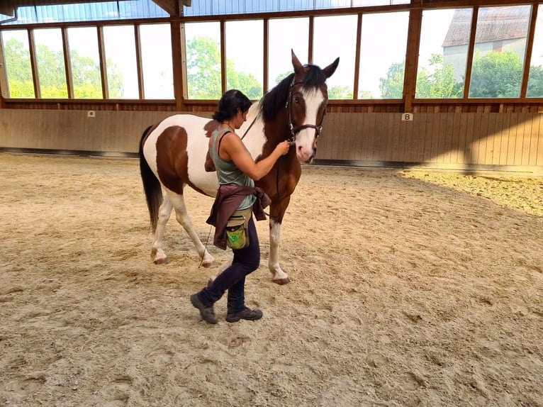 Barockpinto Mix Wallach 7 Jahre 163 cm Tobiano-alle-Farben in Ronnenberg
