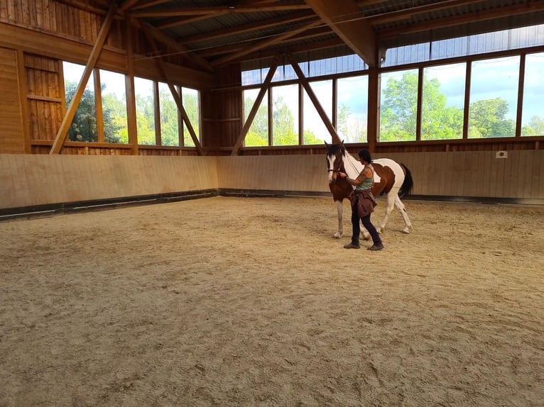 Barockpinto Mix Wallach 7 Jahre 163 cm Tobiano-alle-Farben in Ronnenberg
