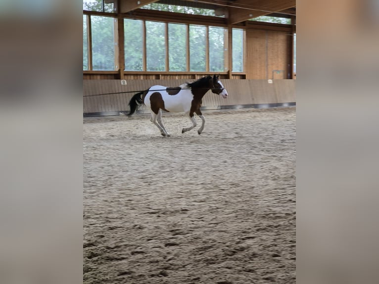 Barockpinto Mix Wallach 7 Jahre 163 cm Tobiano-alle-Farben in Ronnenberg