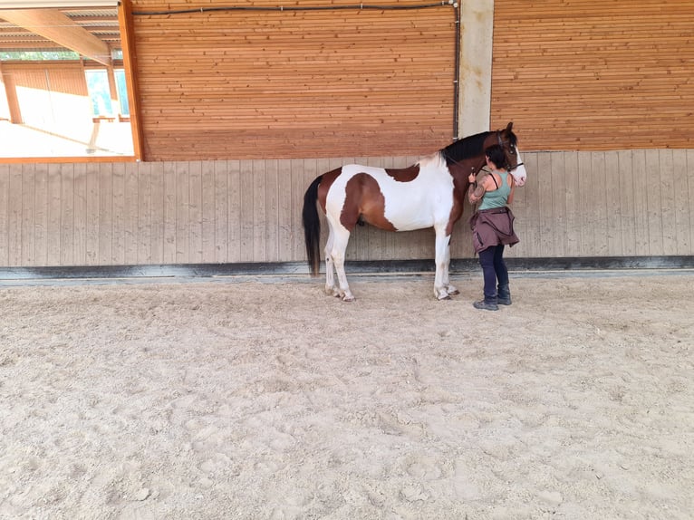 Barockpinto Mix Wallach 7 Jahre 163 cm Tobiano-alle-Farben in Ronnenberg