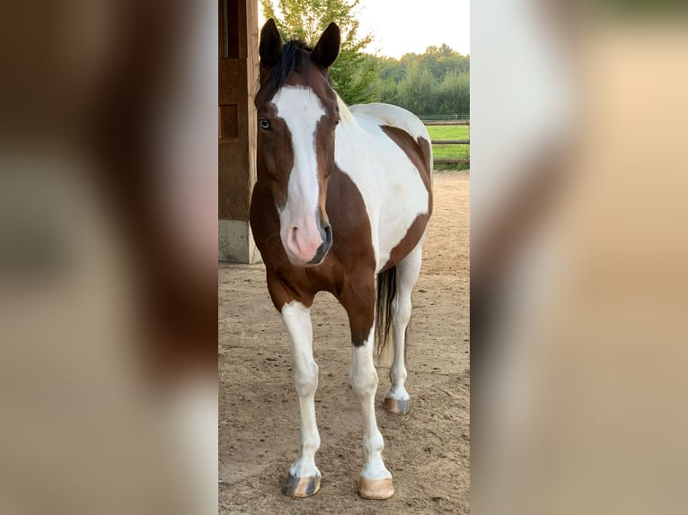 Barockpinto Mix Wallach 7 Jahre 163 cm Tobiano-alle-Farben in Ronnenberg
