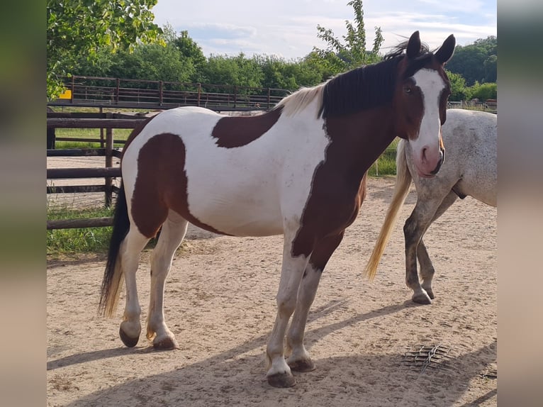 Barockpinto Mix Wallach 7 Jahre 163 cm Tobiano-alle-Farben in Ronnenberg