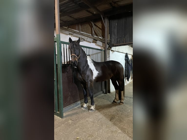 Barockpinto Wallach 7 Jahre 169 cm Schecke in Diepholz