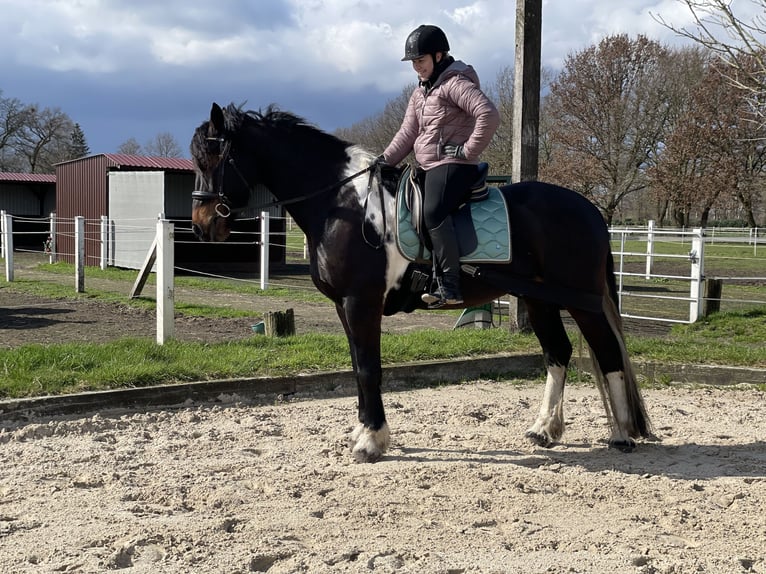 Barockpinto Wallach 7 Jahre 169 cm Schecke in Diepholz
