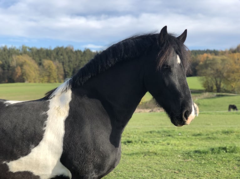 Barockpinto Wallach 8 Jahre 154 cm Schecke in Bernhardswald
