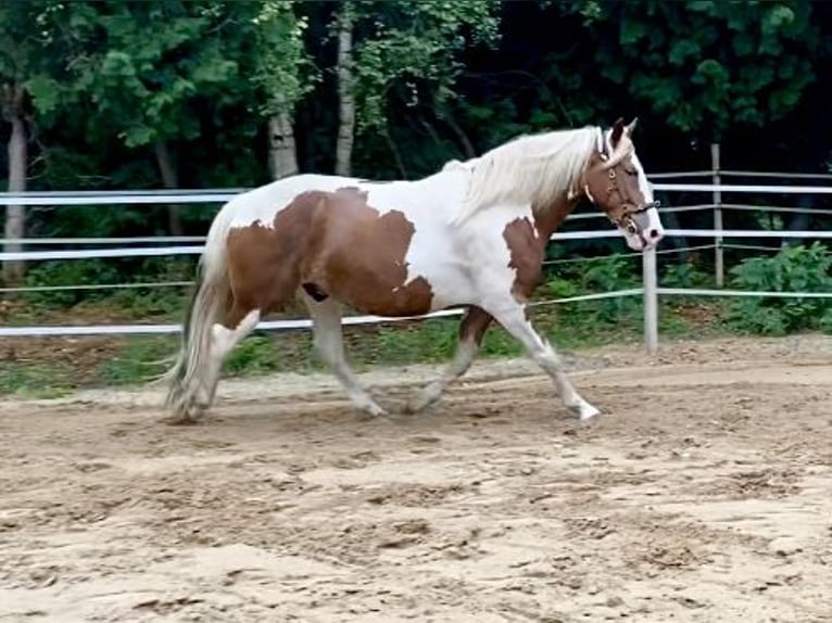 Barockpinto Mix Wallach 8 Jahre 163 cm Schecke in Grasberg