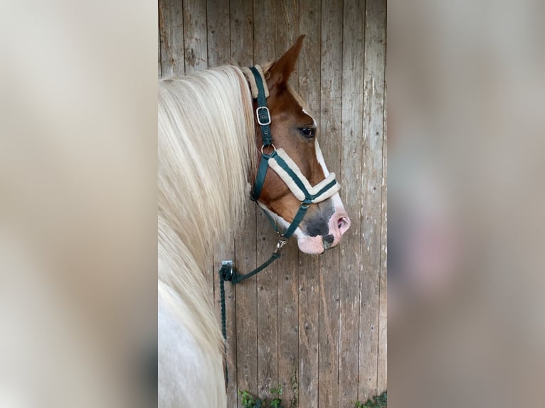 Barockpinto Mix Wallach 8 Jahre 163 cm Schecke in Grasberg