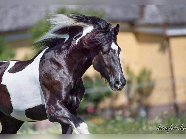 Barockpinto Wallach 8 Jahre 164 cm Schecke in Bexbach