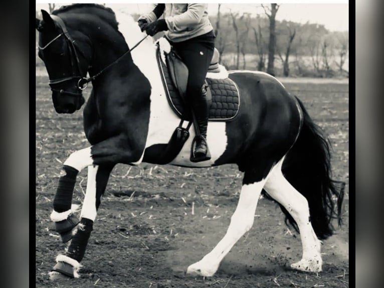 Barockpinto Wallach 8 Jahre 168 cm Schecke in Munster