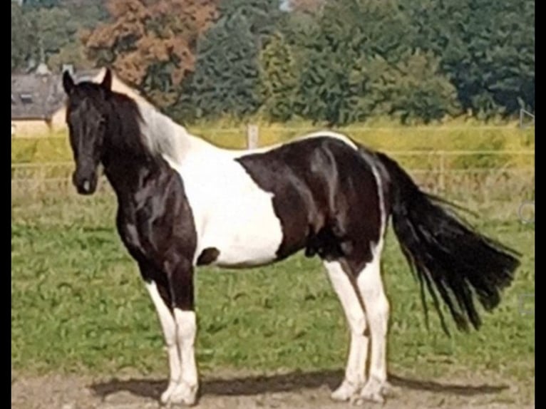 Barockpinto Wallach 8 Jahre 168 cm Schecke in Munster