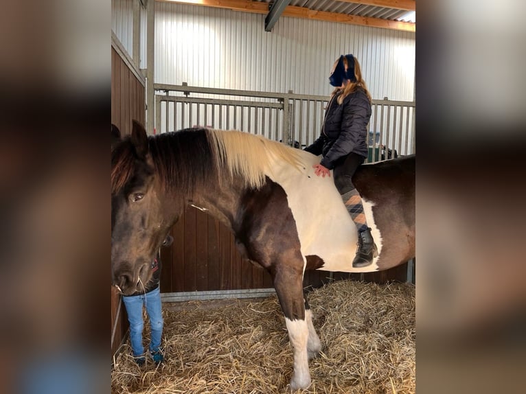 Barockpinto Wallach 8 Jahre 168 cm Schecke in Munster