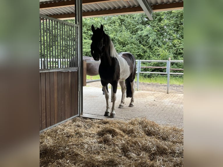 Barockpinto Wallach 8 Jahre 168 cm Schecke in Munster