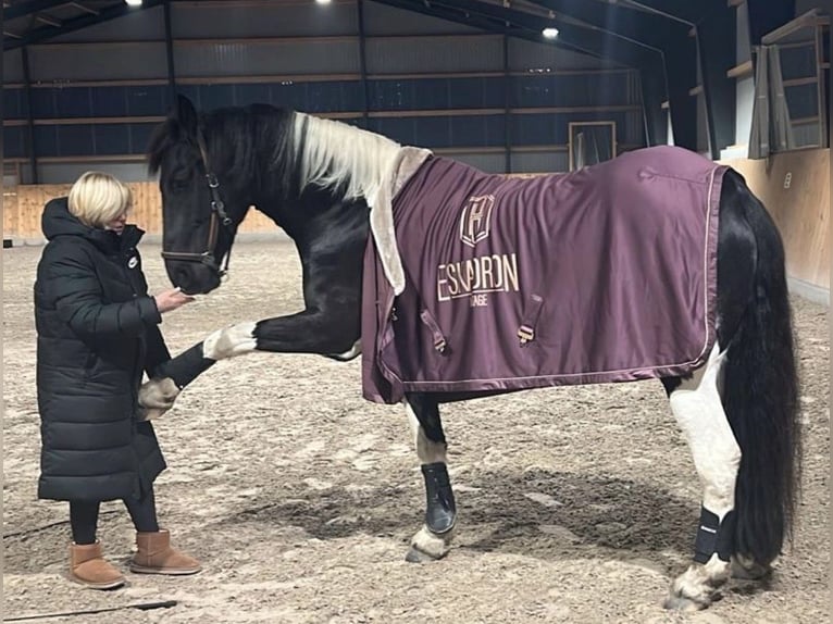 Barockpinto Wallach 8 Jahre 168 cm Schecke in Munster