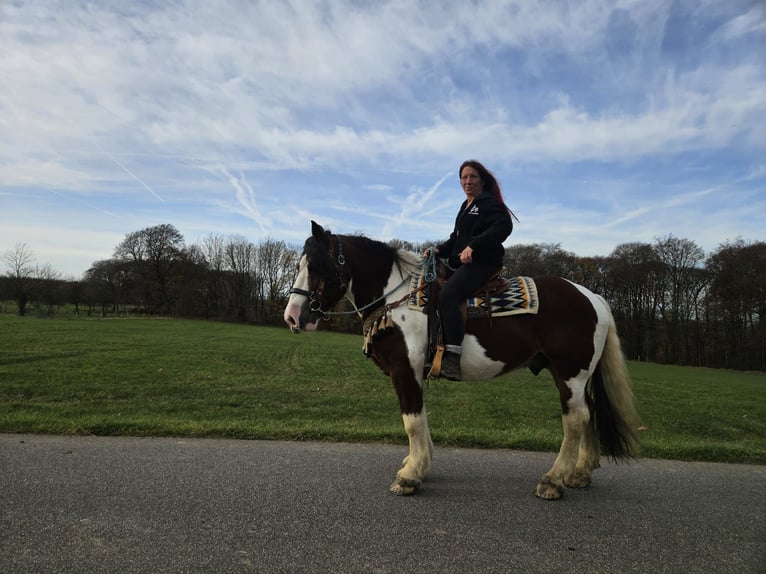 Barockpinto Wallach 9 Jahre 150 cm Schecke in Linkenbach