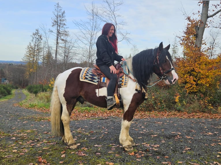Barockpinto Wallach 9 Jahre 150 cm Schecke in Linkenbach