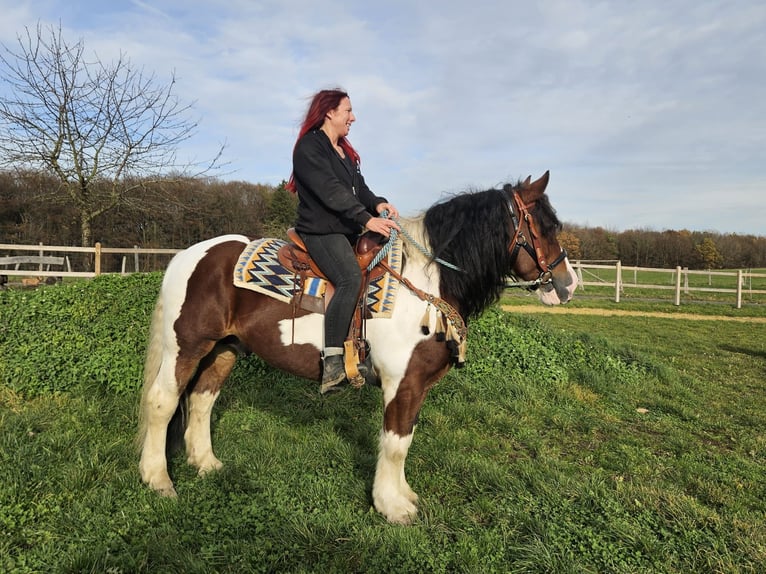 Barockpinto Wallach 9 Jahre 150 cm Schecke in Linkenbach