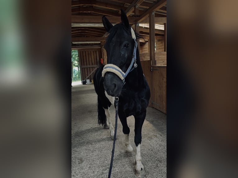 Barockpinto Wallach 9 Jahre 155 cm Schecke in Biebergemünd