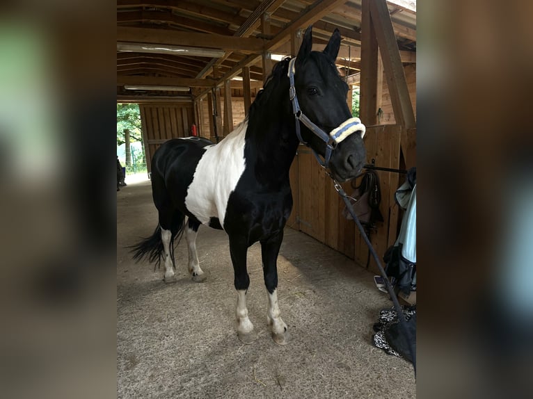 Barockpinto Wallach 9 Jahre 155 cm Schecke in Biebergemünd