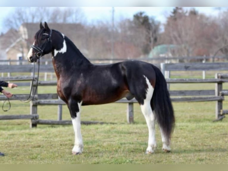 Barockpinto Wallach 9 Jahre 167 cm in Gyula