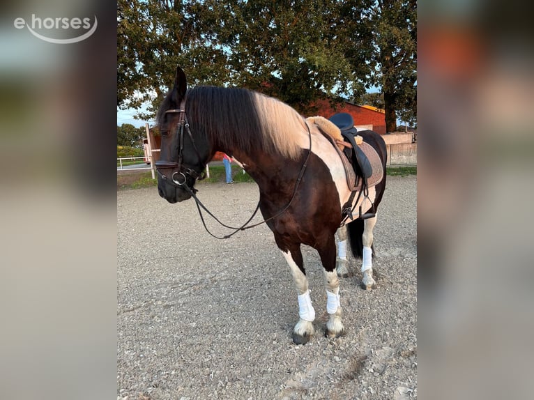 Barockpinto Wallach 9 Jahre 168 cm Schecke in Rhede