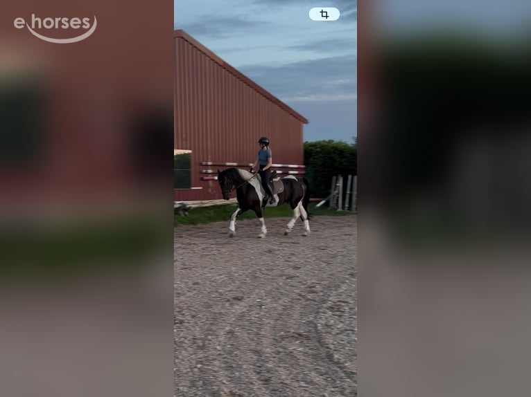 Barockpinto Wallach 9 Jahre 168 cm Schecke in Rhede
