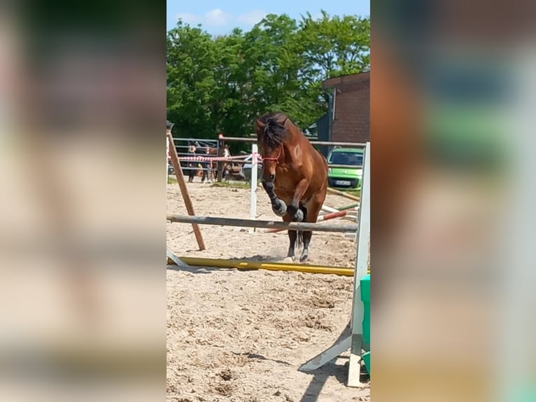 Barockpinto Mix Wallach 9 Jahre 175 cm Brauner in Mönchengladbach