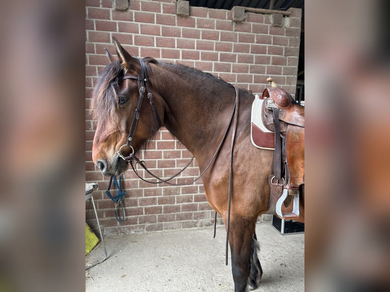 Barockpinto Mix Wallach 9 Jahre 175 cm Brauner in Mönchengladbach