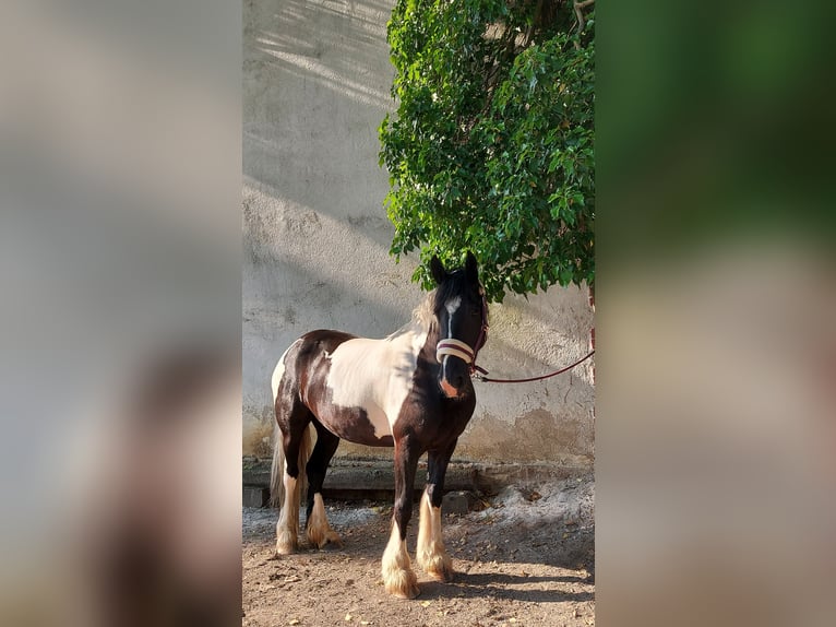 Barokowy pinto Klacz 10 lat 160 cm Srokata in Pottenstein