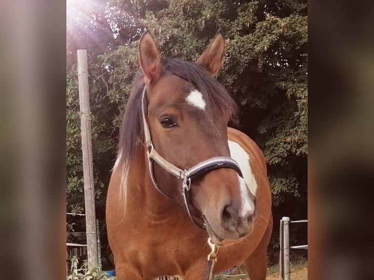 Barokowy pinto Mix Klacz 11 lat 150 cm Srokata in Leuchtenberg